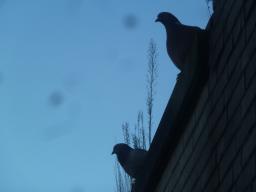 leentje - duivenstad